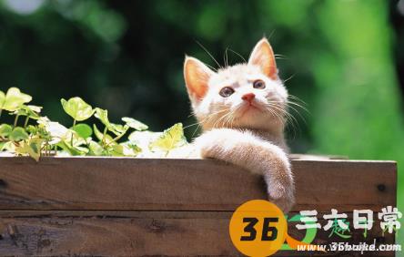 野猫生的小猫能抱走吗3