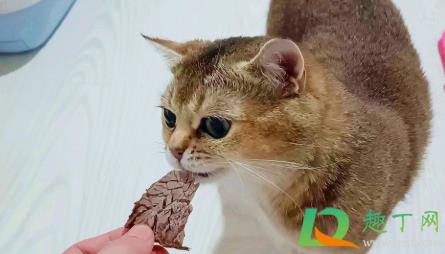 猫咪流食怎么喂3