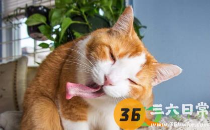 猫咪流食怎么喂2