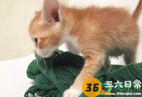 带猫坐车怎么让猫不叫4