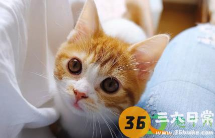 为什么橘猫喜欢咬人1