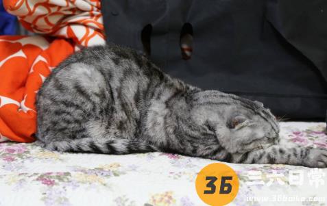 为啥猫咪喜欢抱着主人头睡觉？猫主子太粘人了！2