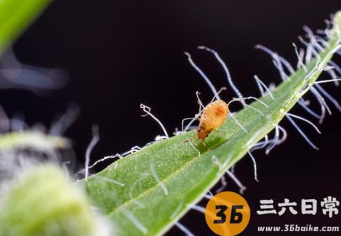 食用醋可以杀蚜虫吗？这点一定要注意1