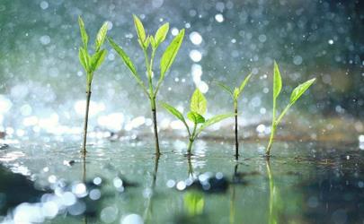 谷雨每年都是4月20日吗 每年的谷雨是同一天吗