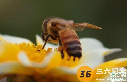 蜜蜂围着人飞是么回事 遇到蜜蜂怎么保护自己1