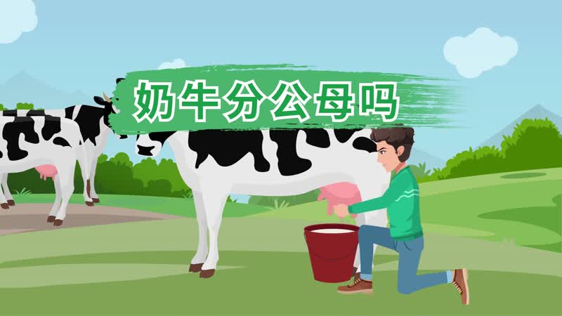 奶牛分公母吗