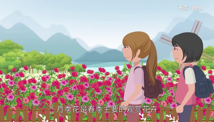 月季花的品种 月季大花有哪些品种