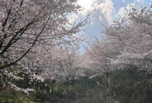 重庆南川赏樱花地推荐